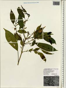 Tetradium glabrifolium (Champ. ex Benth.) T.G. Hartley, Зарубежная Азия (ASIA) (Таиланд)