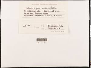 Sarmentypnum exannulatum (Schimp.) Hedenäs, Гербарий мохообразных, Мхи - Москва и Московская область (B6a) (Россия)