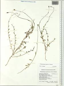 Wahlenbergia rupestris G.Simpson, Австралия и Океания (AUSTR) (Новая Зеландия)