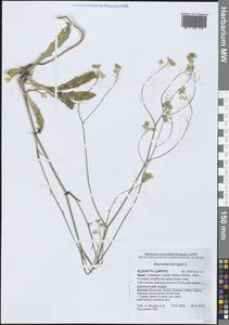 Плещатка гладкая L., Западная Европа (EUR) (Испания)