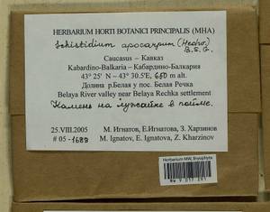 Schistidium apocarpum (Hedw.) Bruch & Schimp., Гербарий мохообразных, Мхи - Северный Кавказ и Предкавказье (B12) (Россия)