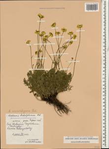 Archanthemis marschalliana subsp. sosnovskyana (Fed.) Lo Presti & Oberpr., Кавказ, Дагестан (K2) (Россия)