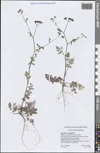 Пупырник африканский Spreng., Зарубежная Азия (ASIA) (Турция)