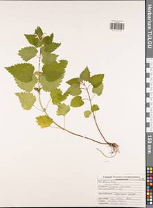 Яснотка белая, Глухая крапива L., Восточная Европа, Центральный район (E4) (Россия)