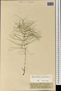 Хвощ луговой Ehrh., Монголия (MONG) (Монголия)