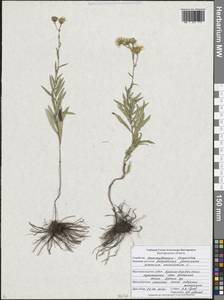 Ястребинка зонтичная L., Восточная Европа, Центральный лесостепной район (E6) (Россия)