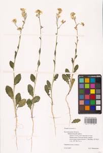 Rhamphospermum arvense (L.) Andrz. ex Besser, Восточная Европа, Центральный лесостепной район (E6) (Россия)