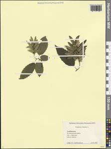 Граб обыкновенный, Граб кавказский L., Кавказ, Азербайджан (K6) (Азербайджан)