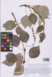 Тополь душистый Fisch., Восточная Европа, Московская область и Москва (E4a) (Россия)