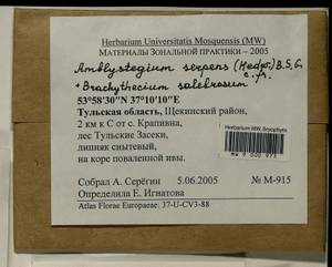 Amblystegium serpens (Hedw.) Schimp., Гербарий мохообразных, Мхи - Центральное Нечерноземье (B6) (Россия)