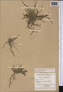 Salicornia pacifica Standl., Америка (AMER) (Канада)