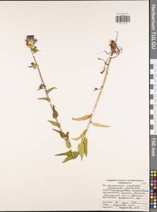 Колокольчик скученный, Колокольчик сборный L., Восточная Европа, Центральный район (E4) (Россия)