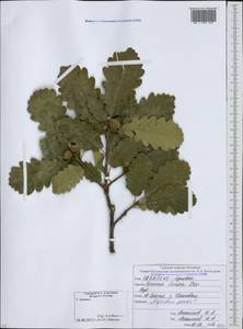 Дуб грузинский (Steven ex M.Bieb.) Krassiln., Кавказ, Южная Осетия (K4b) (Южная Осетия)