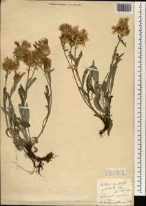 Псефеллюс красивейший (Willd.) Wagenitz, Зарубежная Азия (ASIA) (Турция)