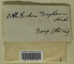 Orthotrichum diaphanum Schrad. ex Brid., Гербарий мохообразных, Мхи - Западная Европа (BEu) (Италия)