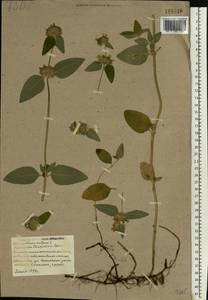 Пахучка обыкновенная L., Восточная Европа, Белоруссия (E3a) (Белоруссия)