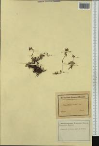 Helianthemum cinereum, Западная Европа (EUR) (Франция)