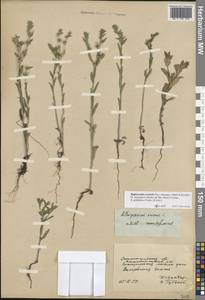 Buglossoides rochelii (Friv.) Stoyanov, Mátis & Sennikov, Восточная Европа, Нижневолжский район (E9) (Россия)