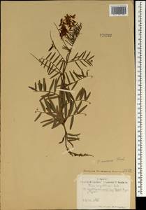 Горошек приятный Fisch. ex Ser., Монголия (MONG) (Монголия)