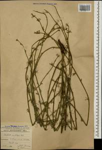 Хондрилла ситниковидная L., Кавказ, Азербайджан (K6) (Азербайджан)