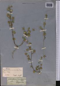 Malvalthaea × transcaucasica (Sosn.) Iljin, Средняя Азия и Казахстан, Копетдаг, Бадхыз, Малый и Большой Балхан (M1) (Туркмения)