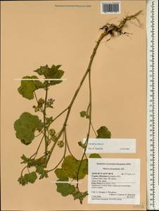 Malva multiflora (Cav.) Soldano, Banfi & Galasso, Зарубежная Азия (ASIA) (Кипр)