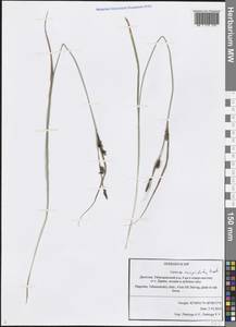 Carex flacca subsp. erythrostachys (Hoppe) Holub, Кавказ, Дагестан (K2) (Россия)