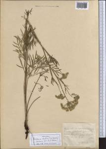 Кадения сомнительная (Schkuhr) Lavrova & V.N.Tikhom., Средняя Азия и Казахстан, Северный и Центральный Казахстан (M10) (Казахстан)