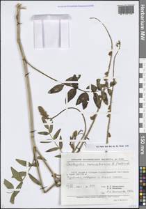 Эспарцет зеравшанский B.Fedtsch., Средняя Азия и Казахстан, Памир и Памиро-Алай (M2) (Узбекистан)