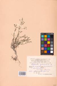 Cynanchica pyrenaica subsp. cynanchica (L.) P.Caputo & Del Guacchio, Восточная Европа, Нижневолжский район (E9) (Россия)