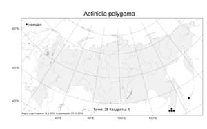 Actinidia polygama, Актинидия многодомная (Siebold & Zucc.) Maxim., Атлас флоры России (FLORUS) (Россия)
