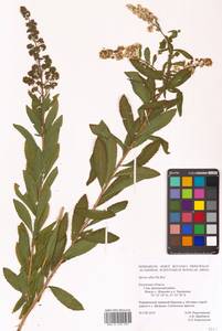 Спирея белая Du Roi, Восточная Европа, Центральный район (E4) (Россия)