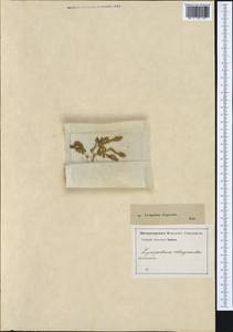 Selaginoides spinulosa (A. Braun ex Döll) Li Bing Zhang & X. M. Zhou, Западная Европа (EUR) (Неизвестно)