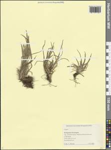 Осока, Кавказ, Ставропольский край, Карачаево-Черкесия, Кабардино-Балкария (K1b) (Россия)