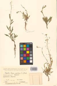 Пастушья сумка обыкновенная (L.) Medik., Восточная Европа, Центральный район (E4) (Россия)