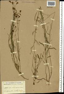 Колокольчик круглолистный L., Восточная Европа, Центральный лесостепной район (E6) (Россия)