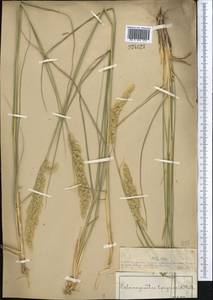 Вейник наземный (L.) Roth, Средняя Азия и Казахстан, Муюнкумы, Прибалхашье и Бетпак-Дала (M9) (Казахстан)