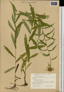 Pentanema salicinum subsp. salicinum, Восточная Европа, Латвия (E2b) (Латвия)
