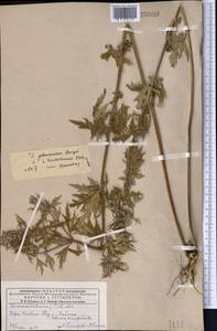 Пустырник сизоватый Bunge, Средняя Азия и Казахстан, Муюнкумы, Прибалхашье и Бетпак-Дала (M9) (Казахстан)