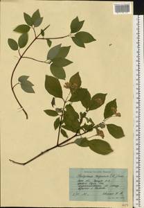 Cornus sanguinea subsp. sanguinea, Восточная Европа, Московская область и Москва (E4a) (Россия)