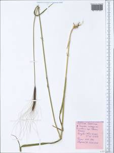 Triticum monococcum subsp. aegilopoides (Link) Thell., Крым (KRYM) (Россия)
