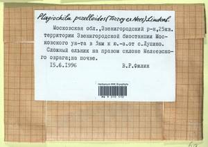 Plagiochila porelloides (Torr. ex Nees) Lindenb., Гербарий мохообразных, Мхи - Москва и Московская область (B6a) (Россия)
