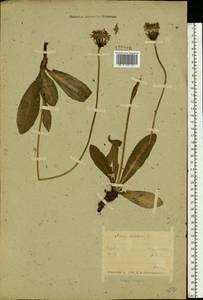Trommsdorffia maculata (L.) Bernh., Восточная Европа, Белоруссия (E3a) (Белоруссия)