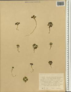 Brassicaceae, Зарубежная Азия (ASIA) (КНР)