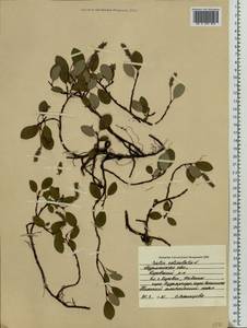 Ива сетчатая L., Восточная Европа, Северный район (E1) (Россия)