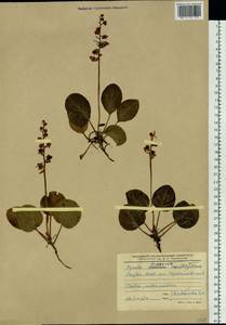 Pyrola asarifolia subsp. incarnata (DC.) A. E. Murray, Сибирь, Якутия (S5) (Россия)