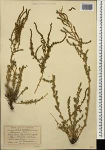 Бассия простертая (L.) Beck, Кавказ, Армения (K5) (Армения)