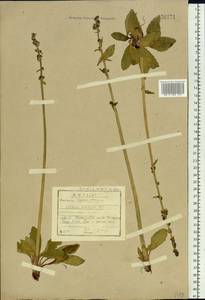 Micranthes hieraciifolia (Waldst. & Kit.) Haw., Сибирь, Прибайкалье и Забайкалье (S4) (Россия)