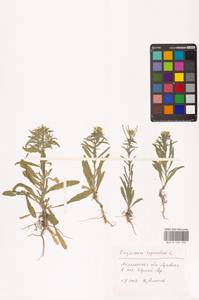 Желтушник выгрызенный L., Восточная Европа, Нижневолжский район (E9) (Россия)