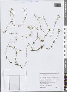 Ясколка вильчатая Cham. & Schltdl., Сибирь, Якутия (S5) (Россия)